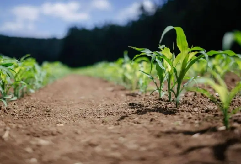 agricultura-sostenible-1030x773